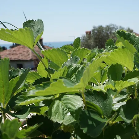 Carli Διαμέρισμα Zambratija (Istria)