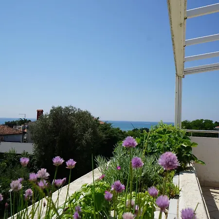 Carli